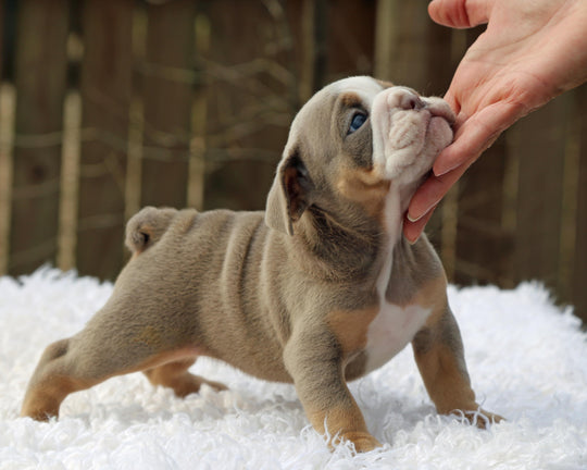 LEXUS Lilac Tri Bulldog Female | One-of-a-Kind