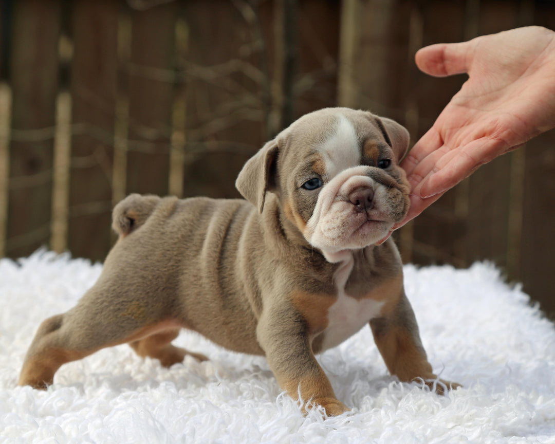 LEXUS Lilac Tri Bulldog Female | One-of-a-Kind
