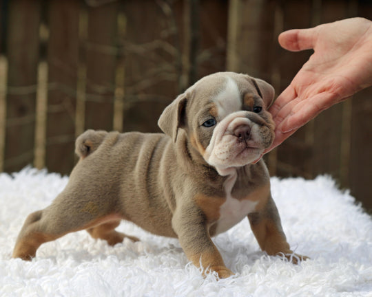 LEXUS Lilac Tri Bulldog Female | One-of-a-Kind