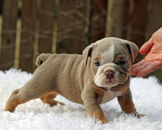 LEXUS Lilac Tri Bulldog Female | One-of-a-Kind