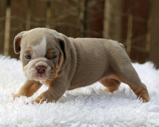 LEXUS Lilac Tri Bulldog Female | One-of-a-Kind