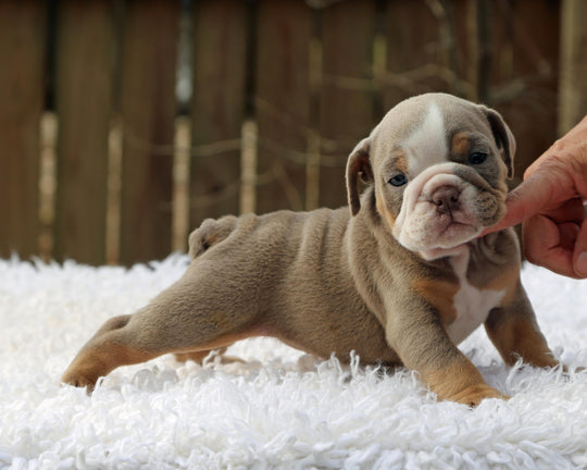 LEXUS Lilac Tri Bulldog Female | One-of-a-Kind