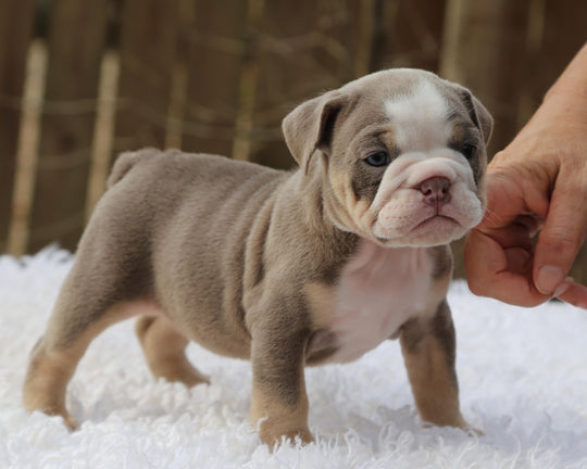 LILA Lilac Tri Bulldog Female | Fabulous Gal
