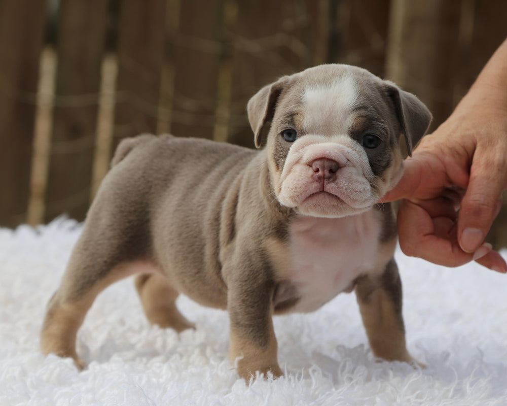 LILA Lilac Tri Bulldog Female | Fabulous Gal