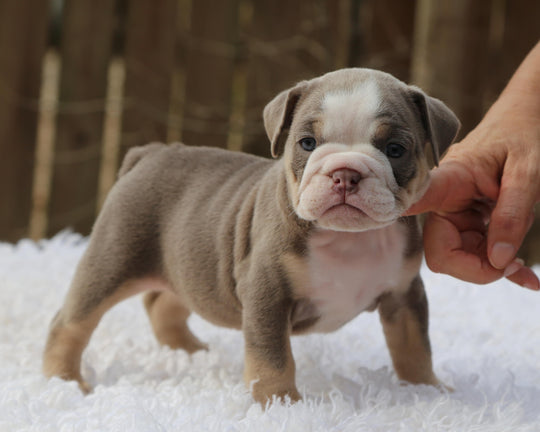 LILA Lilac Tri Bulldog Female | Fabulous Gal