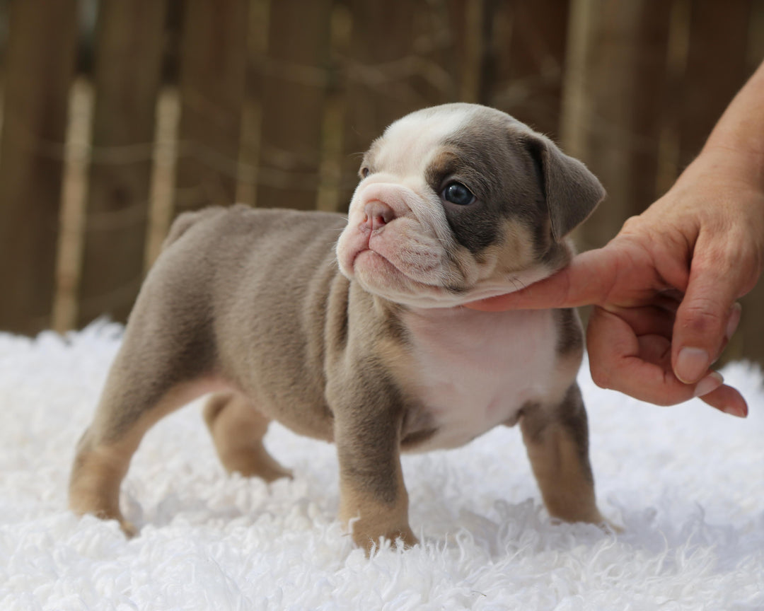 LILA Lilac Tri Bulldog Female | Fabulous Gal