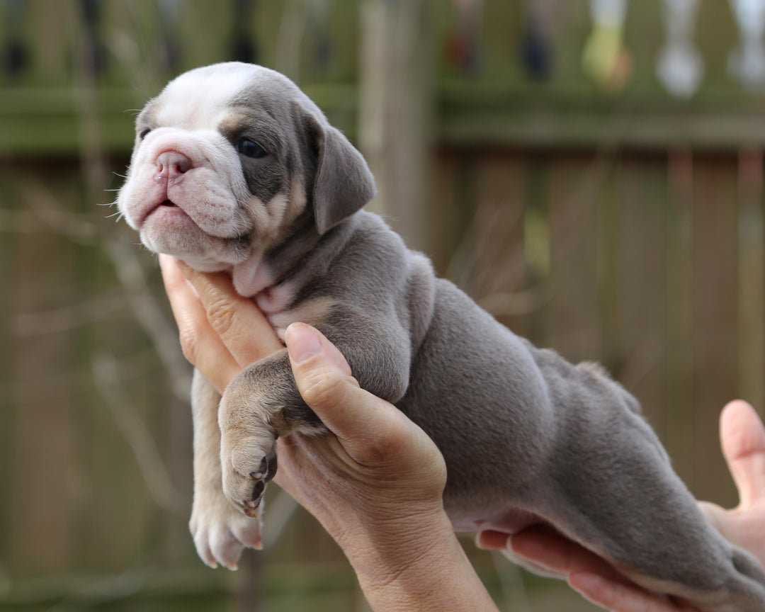 LILA Lilac Tri Bulldog Female | Fabulous Gal