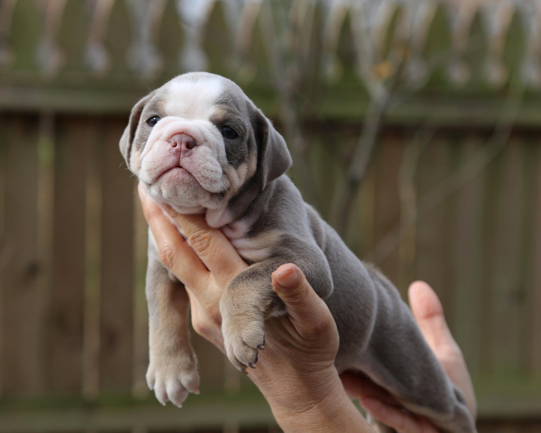 LILA Lilac Tri Bulldog Female | Fabulous Gal