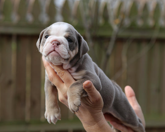 LILA Lilac Tri Bulldog Female | Fabulous Gal