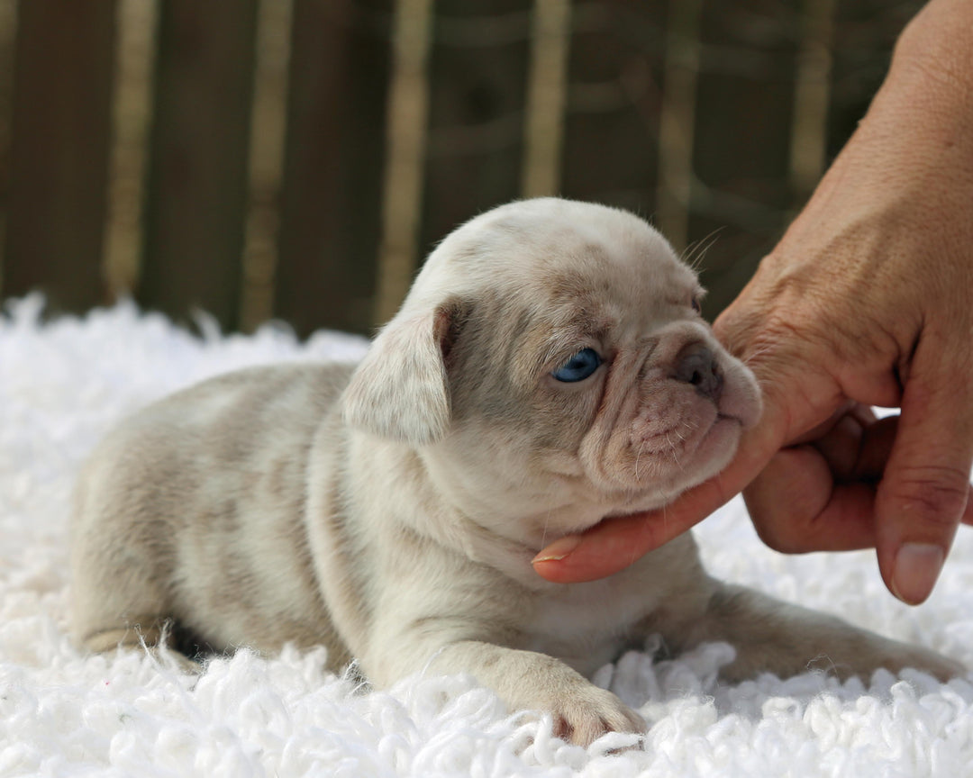 ❄️ FROSTBITE  Lilac Merle Frenchie Male | Polar Blue Eyes