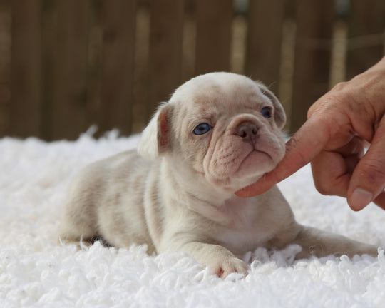 ❄️ FROSTBITE  Lilac Merle Frenchie Male | Polar Blue Eyes