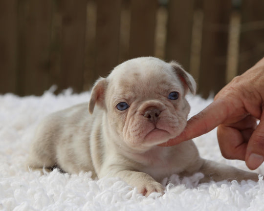 ❄️ FROSTBITE  Lilac Merle Frenchie Male | Polar Blue Eyes