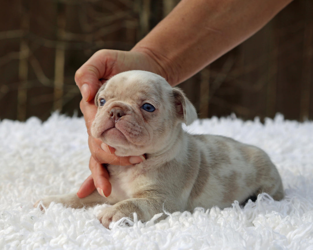 ❄️ FROSTBITE  Lilac Merle Frenchie Male | Polar Blue Eyes
