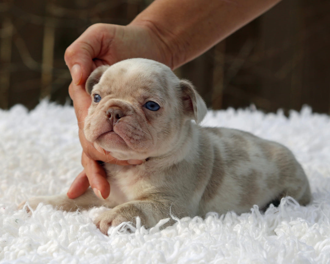 ❄️ FROSTBITE  Lilac Merle Frenchie Male | Polar Blue Eyes