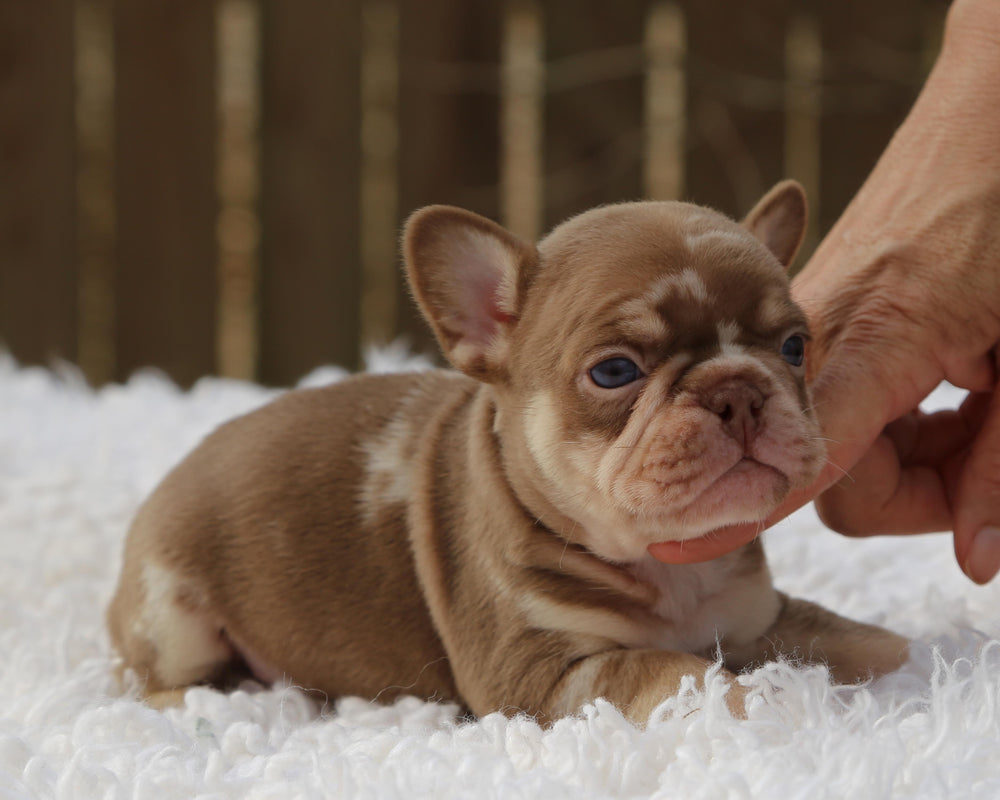 ❄️ GLACIER  Red Merle Frenchie Male | Polar Blue Eyes