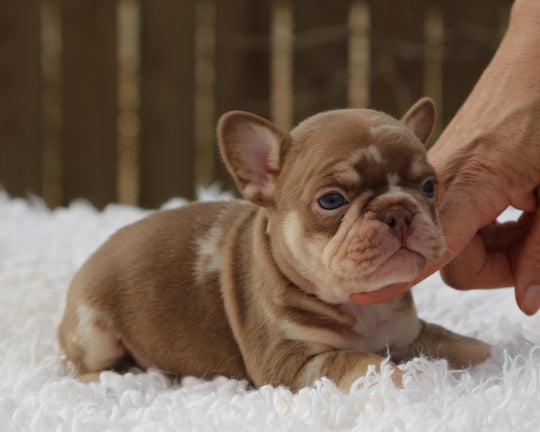 ❄️ GLACIER  Red Merle Frenchie Male | Polar Blue Eyes