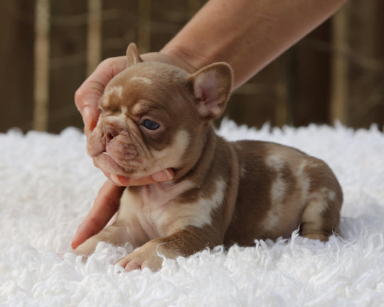 ❄️ GLACIER  Red Merle Frenchie Male | Polar Blue Eyes