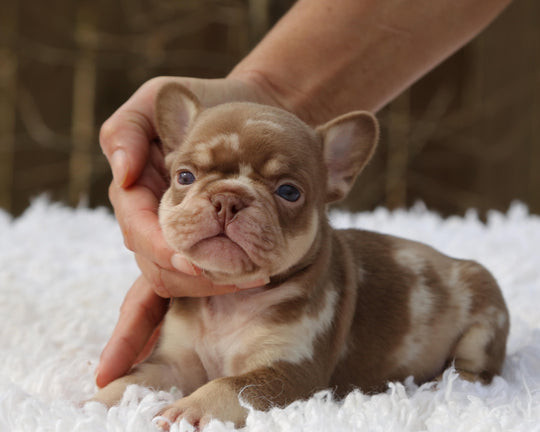 ❄️ GLACIER  Red Merle Frenchie Male | Polar Blue Eyes