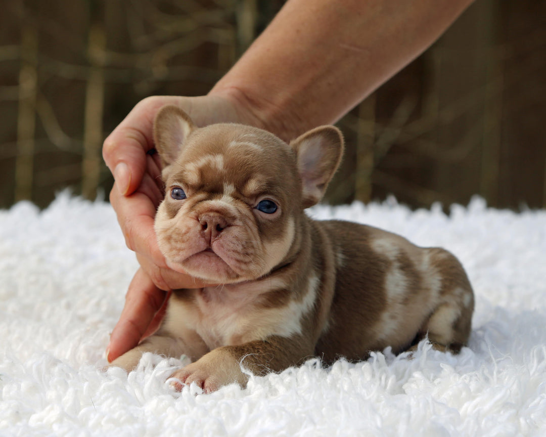 ❄️ GLACIER  Red Merle Frenchie Male | Polar Blue Eyes