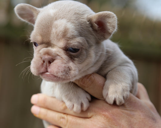 ❄️ SKYE  Lilac Merle Tri Frenchie Female | Polar Blue Eyes