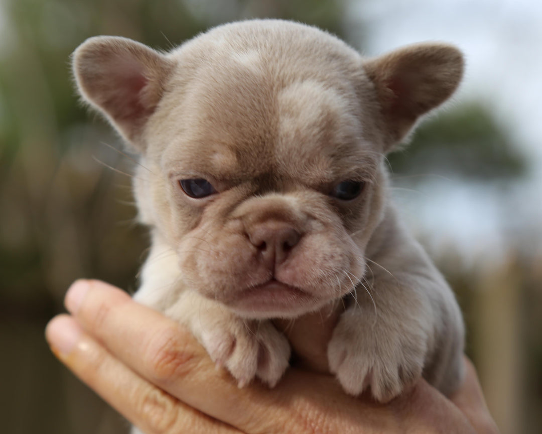 ❄️ SKYE  Lilac Merle Tri Frenchie Female | Polar Blue Eyes