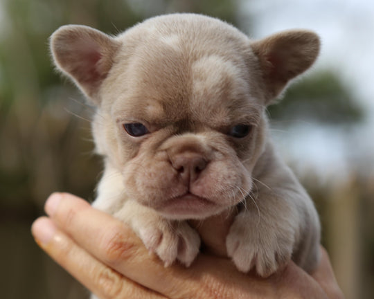 ❄️ SKYE  Lilac Merle Tri Frenchie Female | Polar Blue Eyes