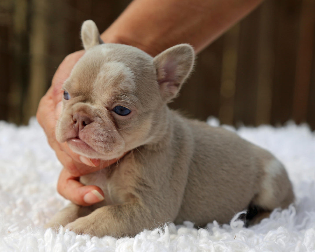 ❄️ SKYE  Lilac Merle Tri Frenchie Female | Polar Blue Eyes