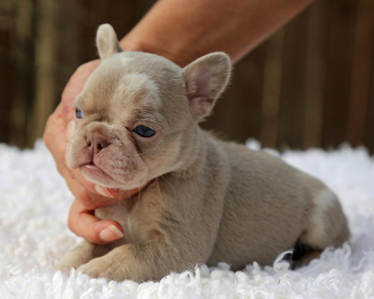 ❄️ SKYE  Lilac Merle Tri Frenchie Female | Polar Blue Eyes