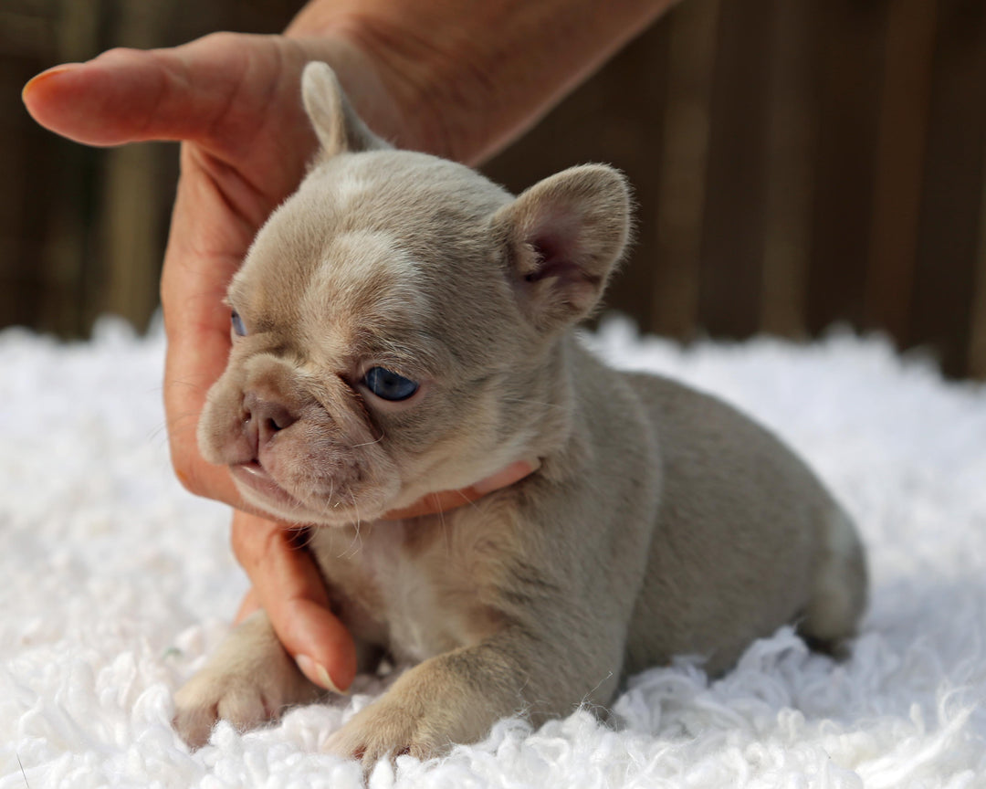 ❄️ SKYE  Lilac Merle Tri Frenchie Female | Polar Blue Eyes