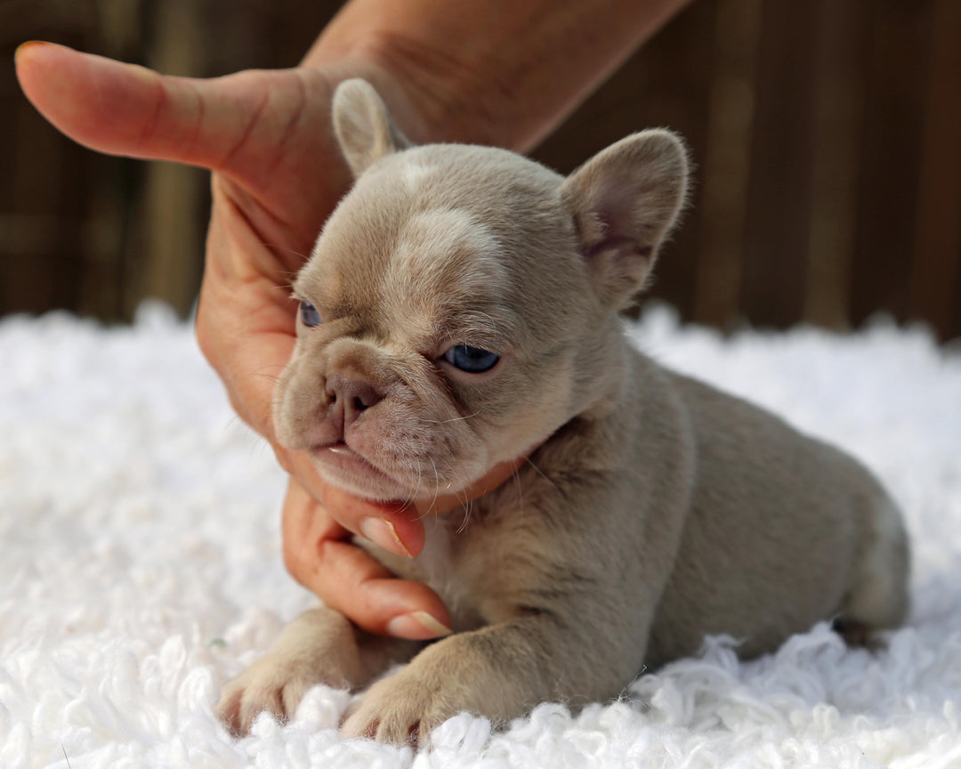 ❄️ SKYE  Lilac Merle Tri Frenchie Female | Polar Blue Eyes