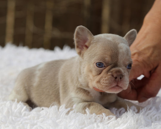 ❄️ SKYE  Lilac Merle Tri Frenchie Female | Polar Blue Eyes