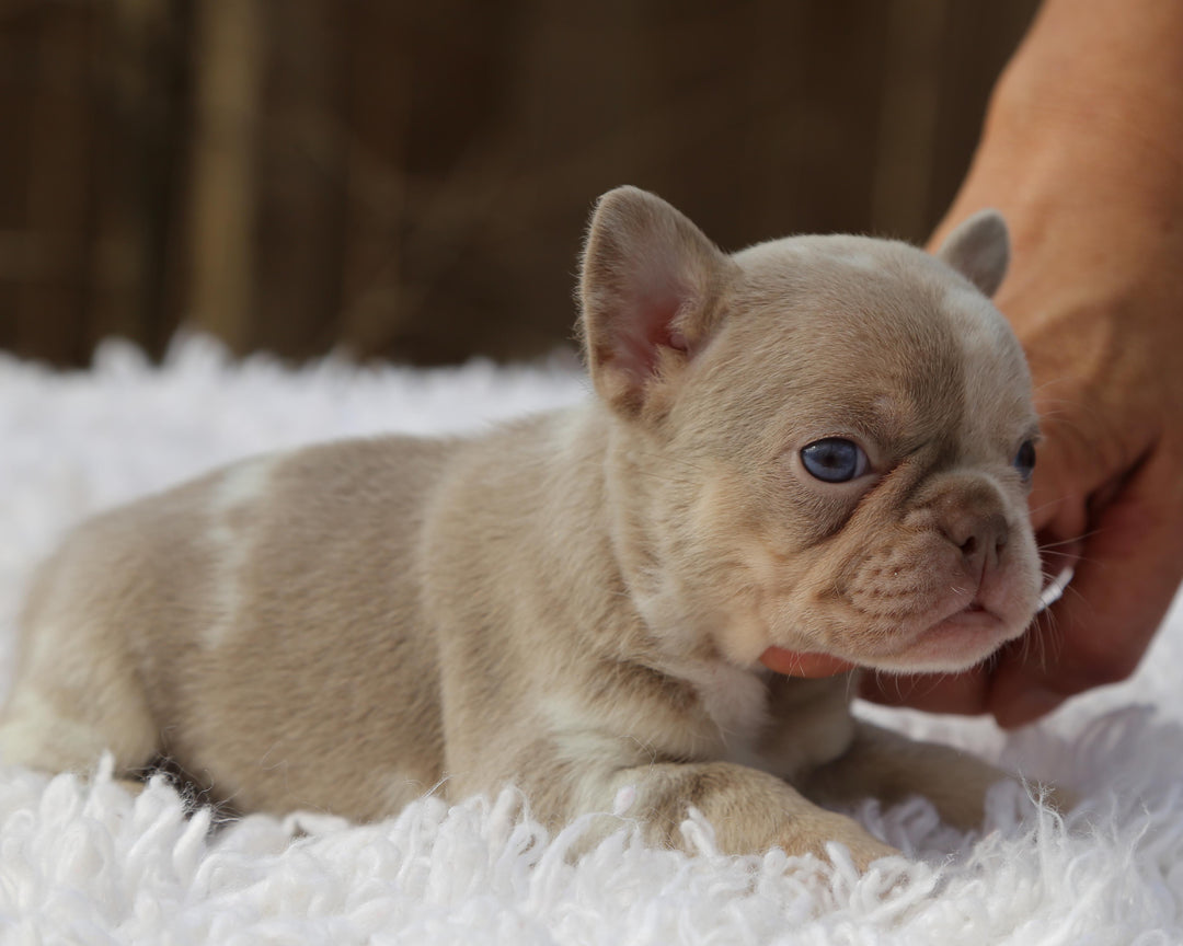 ❄️ SKYE  Lilac Merle Tri Frenchie Female | Polar Blue Eyes