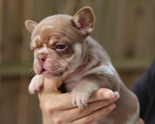 ❄️ GLACIER  Red Merle Frenchie Male | Polar Blue Eyes
