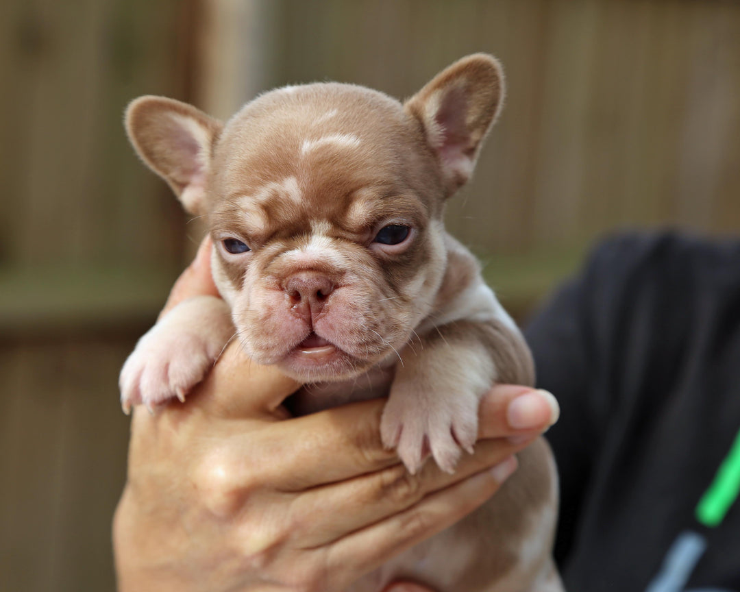 ❄️ GLACIER  Red Merle Frenchie Male | Polar Blue Eyes