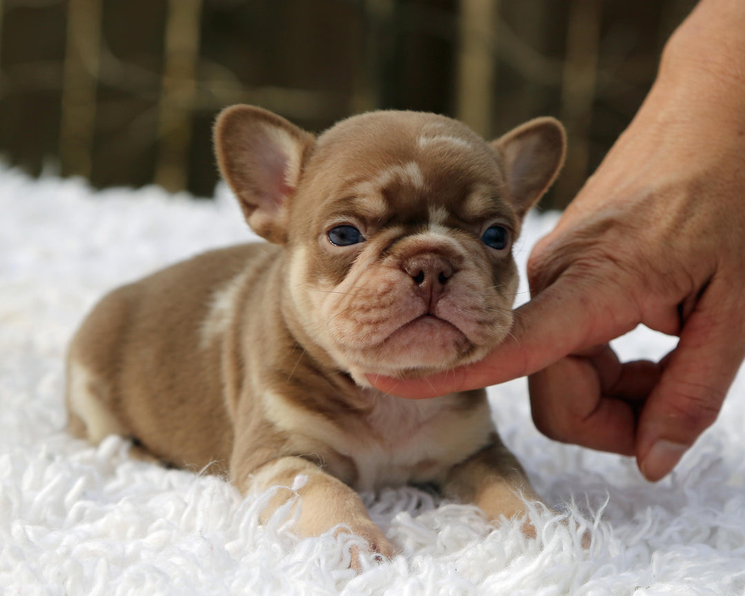 ❄️ GLACIER  Red Merle Frenchie Male | Polar Blue Eyes