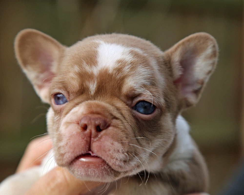 ❄️ NYX  Rojo & Chocolate Merle Frenchie Female | Polar Blue Eyes