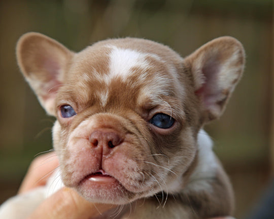 ❄️ NYX  Rojo & Chocolate Merle Frenchie Female | Polar Blue Eyes