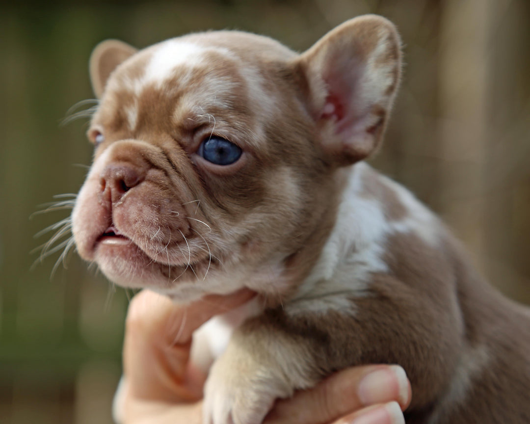❄️ NYX  Rojo & Chocolate Merle Frenchie Female | Polar Blue Eyes