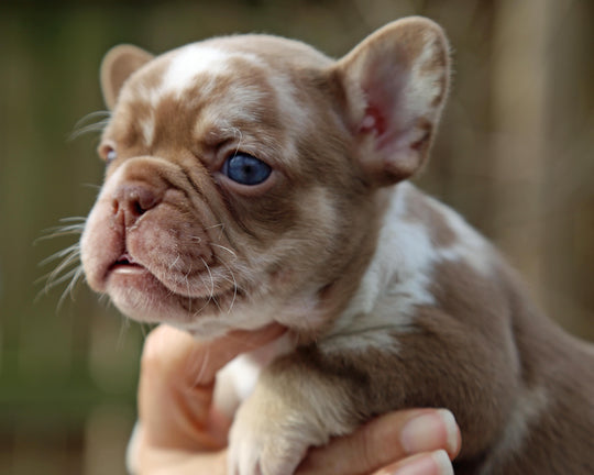 ❄️ NYX  Rojo & Chocolate Merle Frenchie Female | Polar Blue Eyes
