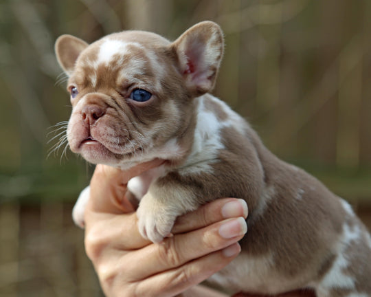 ❄️ NYX  Rojo & Chocolate Merle Frenchie Female | Polar Blue Eyes