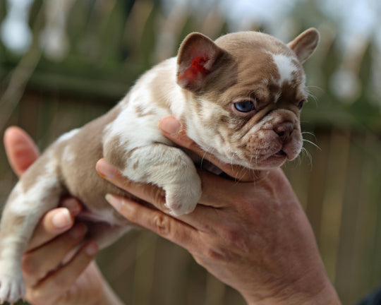 ❄️ NYX  Rojo & Chocolate Merle Frenchie Female | Polar Blue Eyes