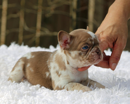❄️ NYX  Rojo & Chocolate Merle Frenchie Female | Polar Blue Eyes