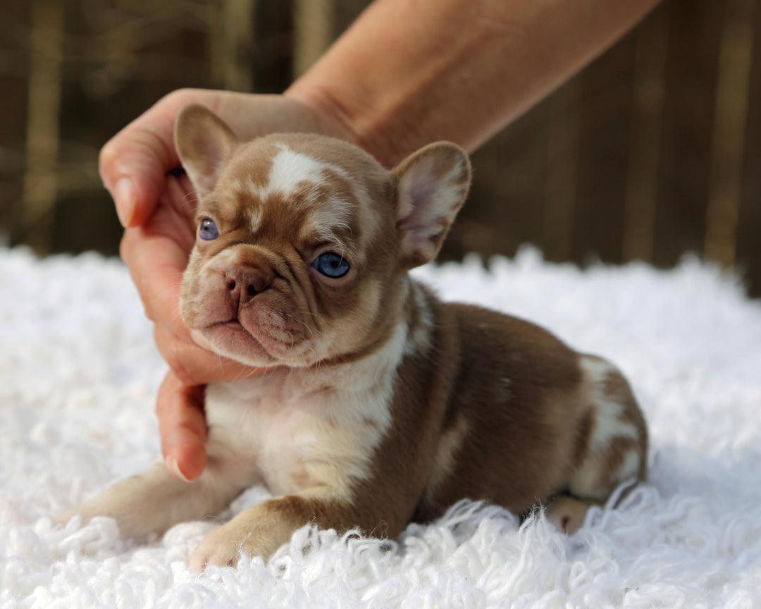 ❄️ NYX  Rojo & Chocolate Merle Frenchie Female | Polar Blue Eyes