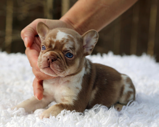 ❄️ NYX  Rojo & Chocolate Merle Frenchie Female | Polar Blue Eyes