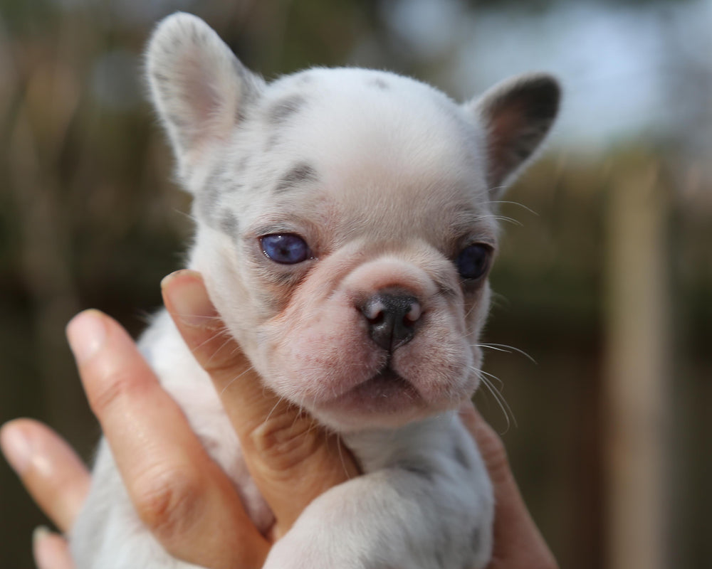 ❄️ BLIZZARD  Grey Merle Frenchie Female | Polar Blue Eyes