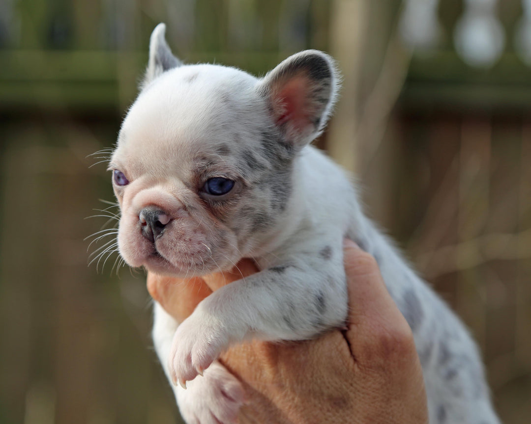 ❄️ BLIZZARD  Grey Merle Frenchie Female | Polar Blue Eyes