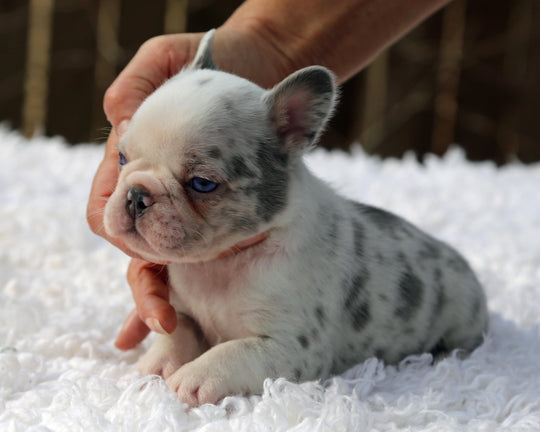 ❄️ BLIZZARD  Grey Merle Frenchie Female | Polar Blue Eyes