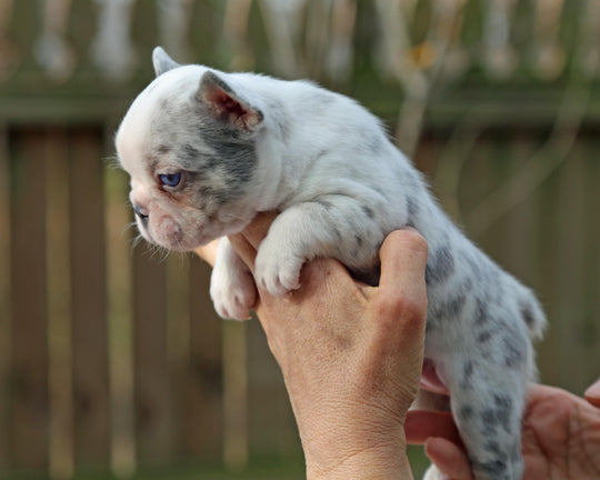 ❄️ BLIZZARD  Grey Merle Frenchie Female | Polar Blue Eyes