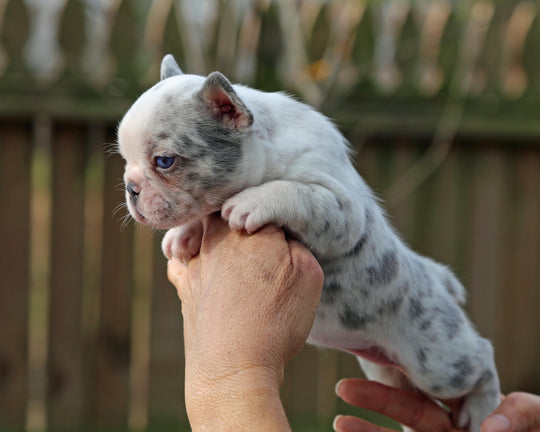 ❄️ BLIZZARD  Grey Merle Frenchie Female | Polar Blue Eyes