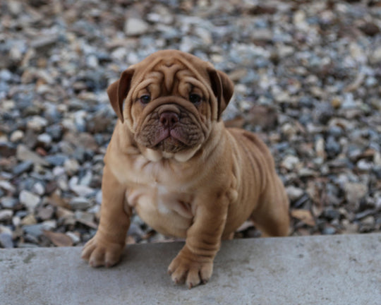 CINNABUN  Cinnamon Fawn Bulldog Female | Extra Cute   SOLD